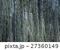 texture of blue spruce with drooping branches 27360149