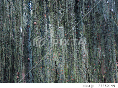 texture of blue spruce with drooping branches texture of blue spruce with drooping branches 27360149