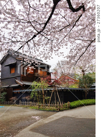 東京桜スポット観光スポット 満開の桜と千代田区指定有形文化財 神田の家 全景 縦位置の写真素材 東京桜スポット観光スポット 満開の桜と千代田区指定有形文化財 神田の家 全景 縦位置の写真素材