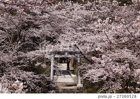弥彦神社の桜 弥彦神社の桜 27360528