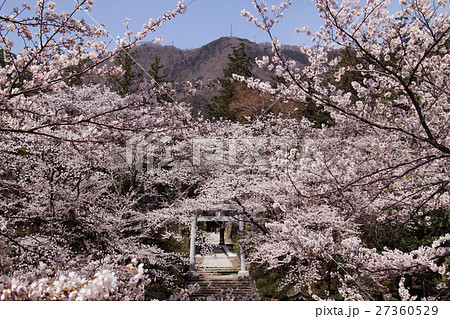 弥彦神社の桜 27360529