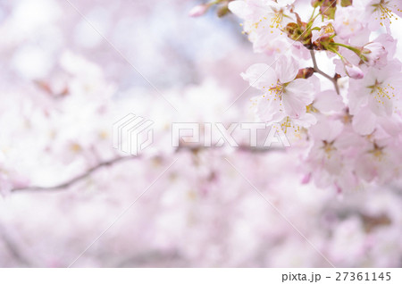 桜（+つぼみ +ハイキー） 27361145