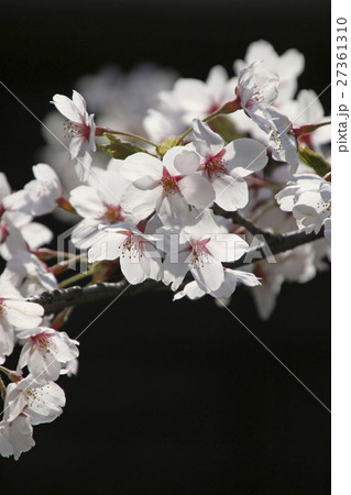 桜アップの写真素材