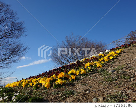 伊勢崎市民の森公園のパンジー 伊勢崎市民の森公園のパンジー 27361390
