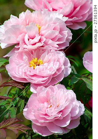 ボタン(牡丹) ボタン(牡丹) 27361394