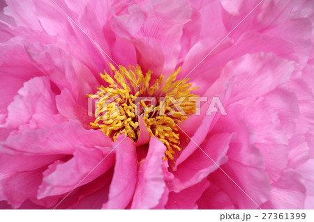 ボタン（牡丹） 27361399