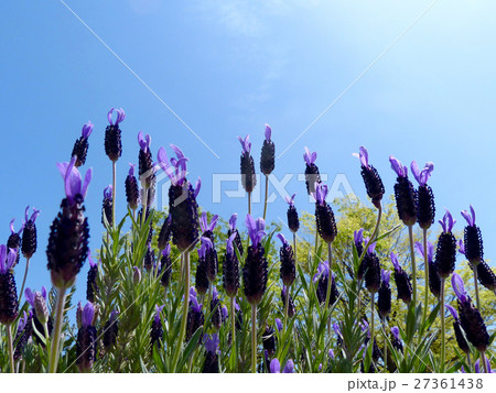フレンチラベンダー 27361438
