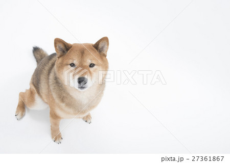 Shiba Inu 照片素材 圖片 圖庫