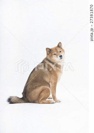 柴犬の写真素材