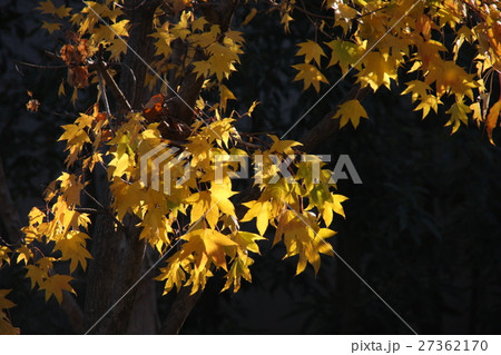 黄葉 27362170
