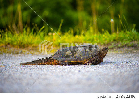 common Snapping Turtle 27362286