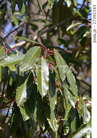 ユズリハ（1月） 27362383