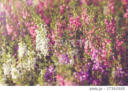 Beautiful background  flowers. with soft focus 27362888
