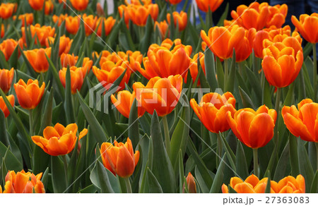 beautiful blooming orange tulip field in spring 27363083