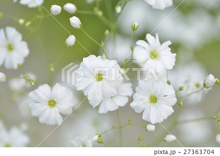 カスミ草1の写真素材