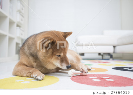 おやつを食べる柴犬 27364019