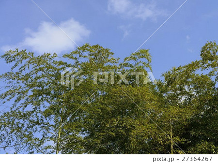 竹林と青空 27364267
