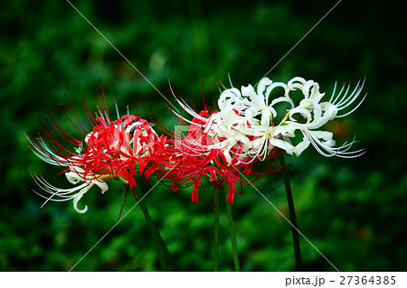 彼岸花 白と赤色の花の写真素材