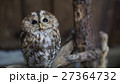 かわいいフクロウ 27364732