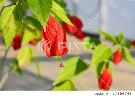 マルバビスカス 27364743