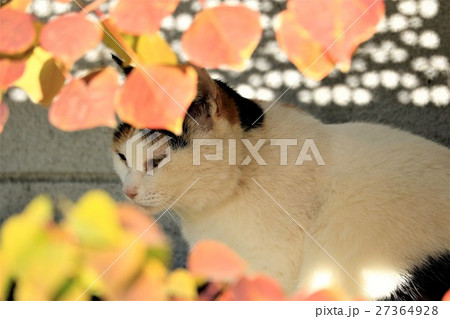 ナンキンハゼの木陰でかくれんぼする猫 27364928