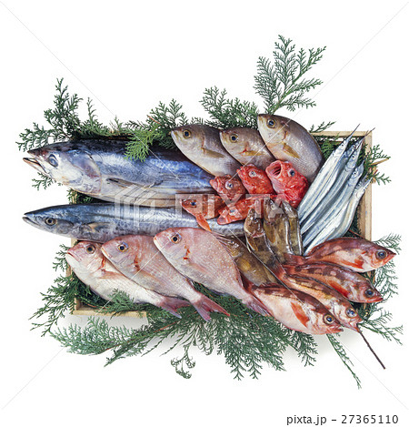 鮮魚集合 鮮魚集合 27365110