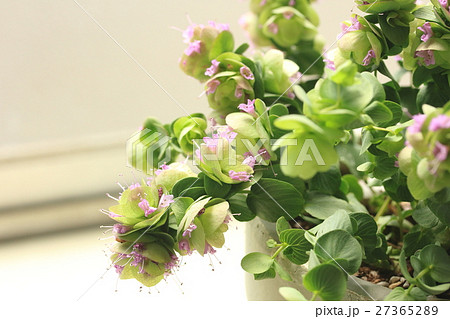 オレガノケントビューティーの写真素材