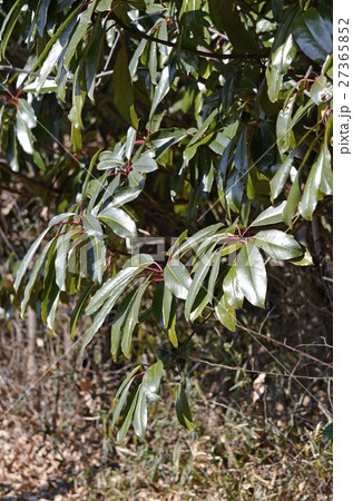 ユズリハ（1月） 27365852