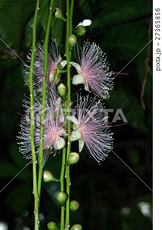 サガリバナ 27365856