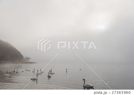 富士五湖 山中湖の霧の朝 湖面の白鳥たち 富士五湖 山中湖の霧の朝 湖面の白鳥たち 27365960