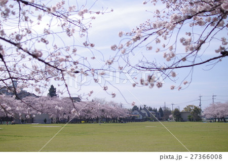 八景水谷公園の桜 八景水谷公園の桜 27366008