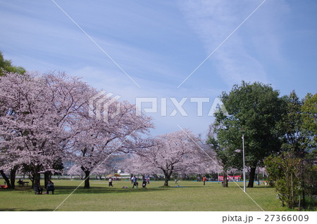 八景水谷公園の桜 八景水谷公園の桜 27366009