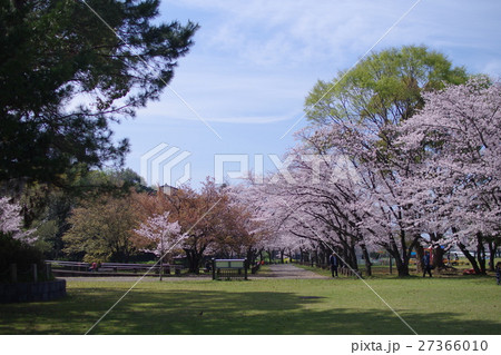 八景水谷公園の桜 27366010