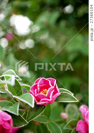 霜化粧したさざんかの花の写真素材