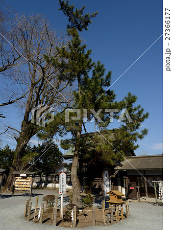 阿蘇神社のえんむすびの松 27366177