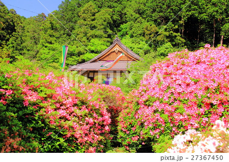 船宿寺（奈良県　御所市）に咲くつつじの花 27367450