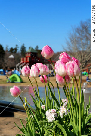 ふなばしアンデルセン公園のアイスチューリップ（1月）千葉県船橋市 27367499