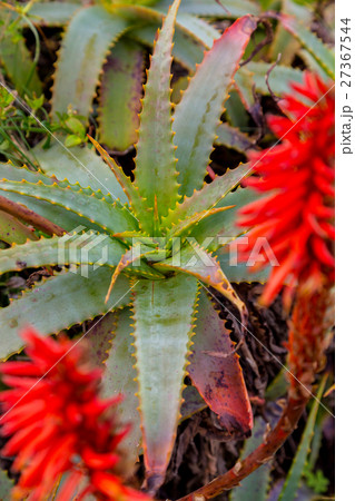 aloe plant with red flower 27367544