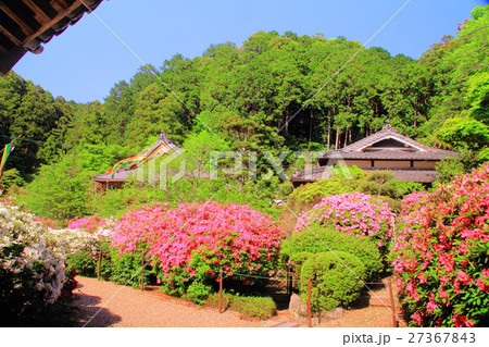 船宿寺（奈良県　御所市）に咲くつつじの花 27367843