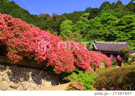 船宿寺 奈良県 御所市 に咲くつつじの花の写真素材