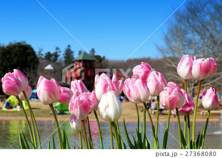 ふなばしアンデルセン公園のアイスチューリップ（1月）千葉県船橋市 27368080