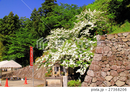 船宿寺（奈良県　御所市）花まつり 27368206