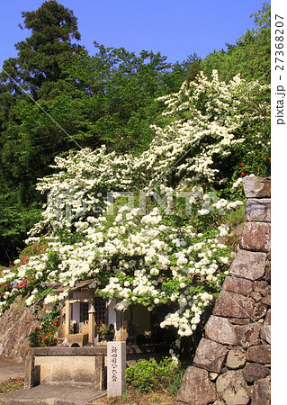 船宿寺(奈良県 御所市)花まつり 船宿寺(奈良県 御所市)花まつり 27368207