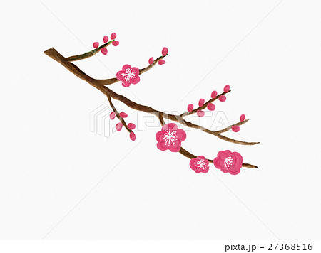 梅の枝と花のイラスト素材 27368516 Pixta