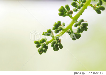 ぶどうの花の写真素材