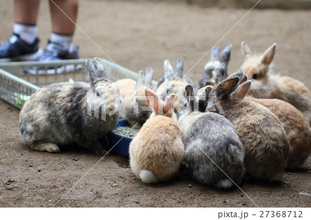 うさぎ当番 うさぎ当番 27368712