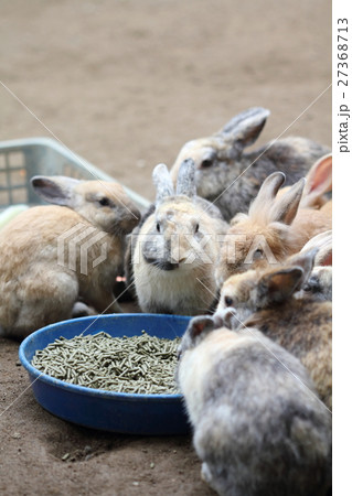 うさぎ当番（縦） 27368713