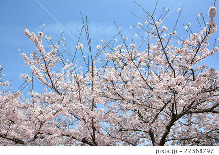 春　桜 27368797