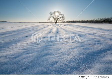 ハルニレの木 27370085