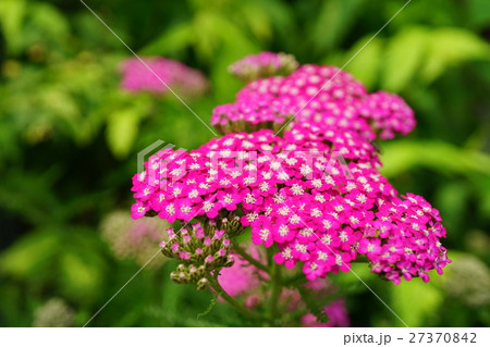 美しいノコギリソウ 27370842